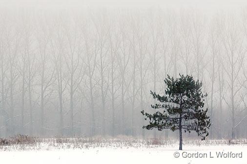 Pine Against Poplars_21268.jpg - Photographed near Smiths Falls, Ontario, Canada.